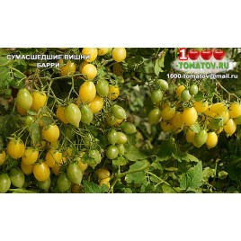 Томат СУМАСШЕДШИЕ ВИШНИ БАРРИ