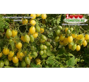 Томат СУМАСШЕДШИЕ ВИШНИ БАРРИ