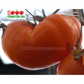 Томат СУПЕР НОВА SuperNova