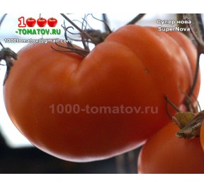 Томат СУПЕР НОВА SuperNova