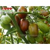 Томат СУПЕРЭКЗОТИК Томат СУПЕРЭКЗОТИК