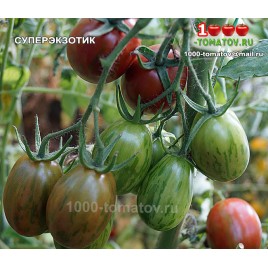 Томат СУПЕРЭКЗОТИК