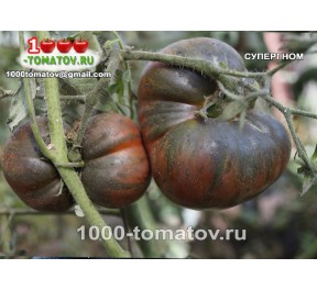 Томат СУПЕРГНОМ 