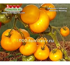 Томат СВАДЬБА В НЕБРАСКА