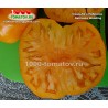 Томат СВАДЬБА В НЕБРАСКА