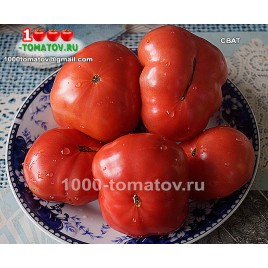 Томат СВАТ