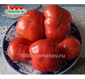 Томат СВАТ