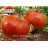 Томат СВАТ