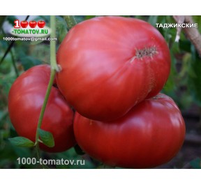Томат ТАДЖИКСКИЕ