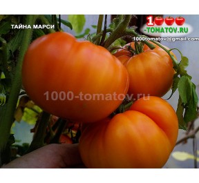 Томат ТАЙНА МАРСИ  Marcy’s Mystery 