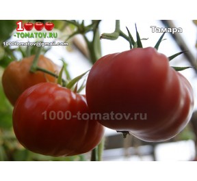 Томат ТАМАРА