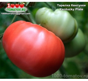 Томат ТАРЕЛКА КЕНТУККИ - Kentucky Plate
