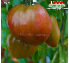 Томат ТАЙГА Taiga