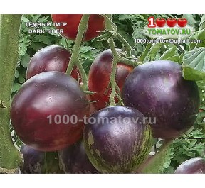 Томат ТЁМНЫЙ ТИГР