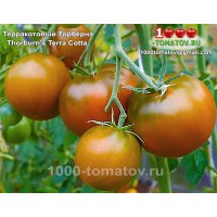 Томат ТЕРРАКОТОВЫЙ ТОРБЕРНА
