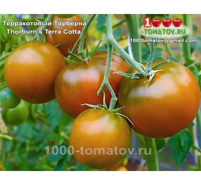 Томат ТЕРРАКОТОВЫЙ ТОРБЕРНА