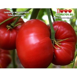 Томат ТИФФЕН МЕННОНИТЕ Tiffen Mennonite