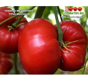 Томат ТИФФЕН МЕННОНИТЕ Tiffen Mennonite