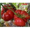 Томат ТИФФЕН МЕННОНИТЕ Tiffen Mennonite Томат ТИФФЕН МЕННОНИТЕ Tiffen Mennonite