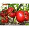 Томат ТИФФЕН МЕННОНИТЕ Tiffen Mennonite Томат ТИФФЕН МЕННОНИТЕ Tiffen Mennonite