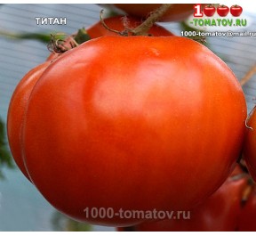 Томат ТИТАН