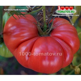 Томат ТОЧИЛЬНЫЙ КАМЕНЬ