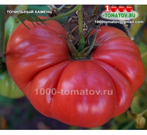 Томат ТОЧИЛЬНЫЙ КАМЕНЬ