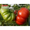 Томат ТОМАНДЕ Томат ТОМАНДЕ