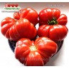 Томат ТОМАНДЕ Томат ТОМАНДЕ