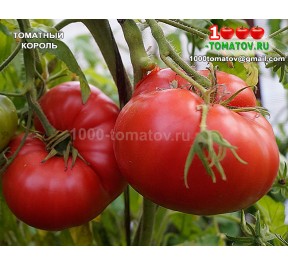 Томат ТОМАТНЫЙ КОРОЛЬ