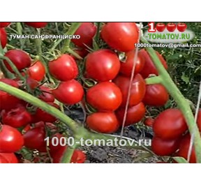 Томат ТУМАН САН-ФРАНЦИСКО