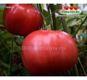 Томат ТУНГУС