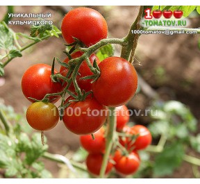 Томат УНИКАЛЬНЫЙ КУЛЬЧИЦКОГО