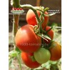 Томат УНИКАЛЬНЫЙ КУЛЬЧИЦКОГО