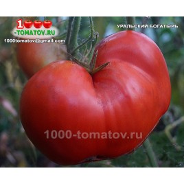 Томат УРАЛЬСКИЙ БОГАТЫРЬ