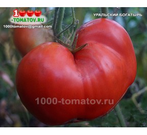 Томат УРАЛЬСКИЙ БОГАТЫРЬ