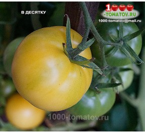Томат В ДЕСЯТКУ