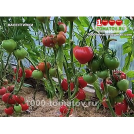 Томат ВАЛЕНТИНКИ Томат ВАЛЕНТИНКИ