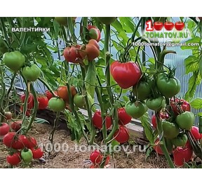 Томат ВАЛЕНТИНКИ