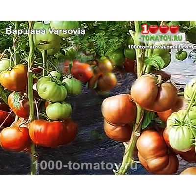 Томат ВАРШАВА