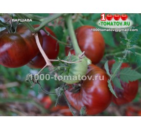 Томат ВАРШАВА