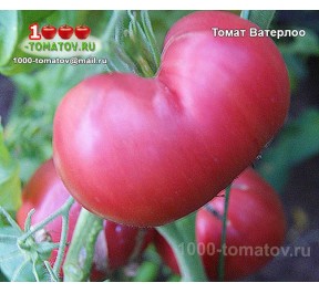 Томат ВАТЕРЛОО