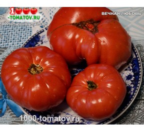 Томат ВЕЧНАЯ ЛЮБОВЬ