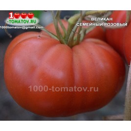 Томат ВЕЛИКАН СЕМЕЙНЫЙ РОЗОВЫЙ
