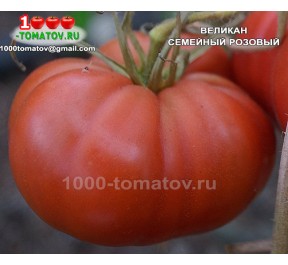 Томат ВЕЛИКАН СЕМЕЙНЫЙ РОЗОВЫЙ