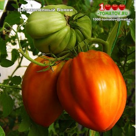 Томат ВЕЛИКОЛЕПНЫЙ БОННИ