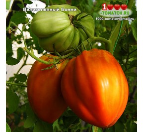 Томат ВЕЛИКОЛЕПНЫЙ БОННИ Томат ВЕЛИКОЛЕПНЫЙ БОННИ