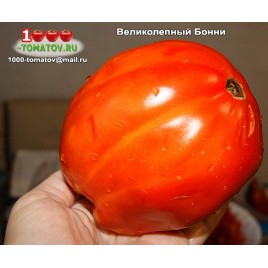 Томат ВЕЛИКОЛЕПНЫЙ БОННИ