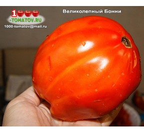 Томат ВЕЛИКОЛЕПНЫЙ БОННИ