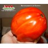 Томат ВЕЛИКОЛЕПНЫЙ БОННИ